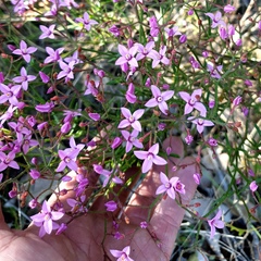 Boronia dichotoma