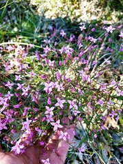 Boronia dichotoma