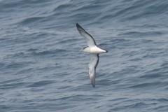 Calonectris leucomelas