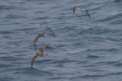 Calonectris leucomelas