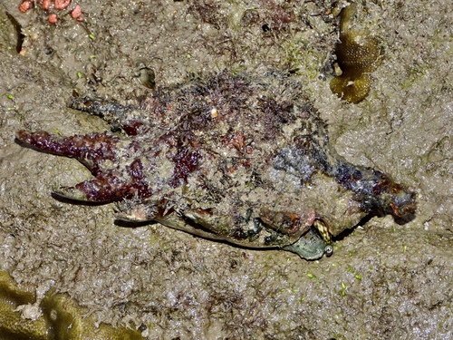 Common Spider Conch