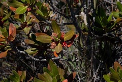 Hyaenanche globosa