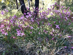 Boronia dichotoma