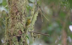 Myiothlypis chlorophrys