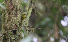 Myiothlypis chlorophrys