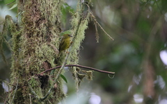 Myiothlypis chlorophrys