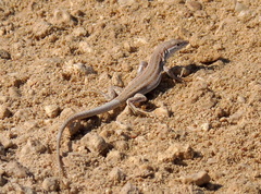 Acanthodactylus boskianus