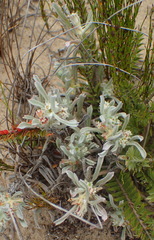 Centella tridentata litoralis