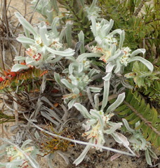 Centella tridentata litoralis