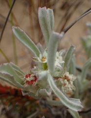 Centella tridentata litoralis