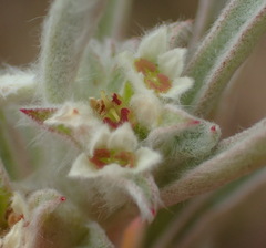 Centella tridentata litoralis