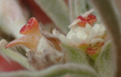 Centella tridentata litoralis