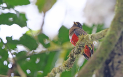 Trogon collaris