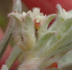 Centella tridentata litoralis
