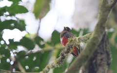 Trogon collaris