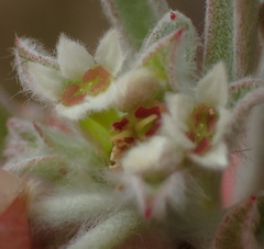 Centella tridentata litoralis