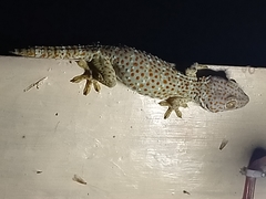 Gekko gecko