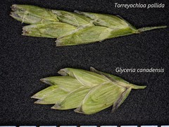 Torreyochloa pallida