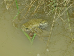 Bufotes viridis