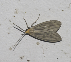 Agaraea longicornis