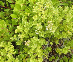 Astephanus triflorus