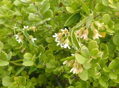 Astephanus triflorus