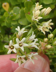 Astephanus triflorus