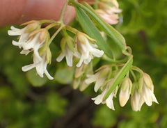 Astephanus triflorus