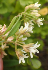 Astephanus triflorus