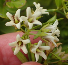 Astephanus triflorus
