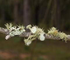 Usnea scabrida