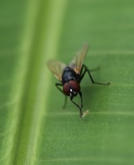 Hydrotaea chalcogaster