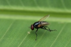 Hydrotaea chalcogaster