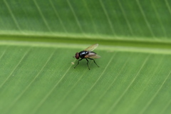 Hydrotaea chalcogaster