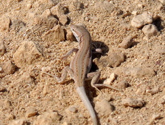 Acanthodactylus boskianus