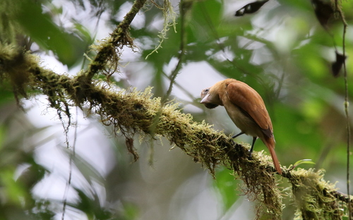 One-colored Becard (Pachyramphus homochrous), photo 7