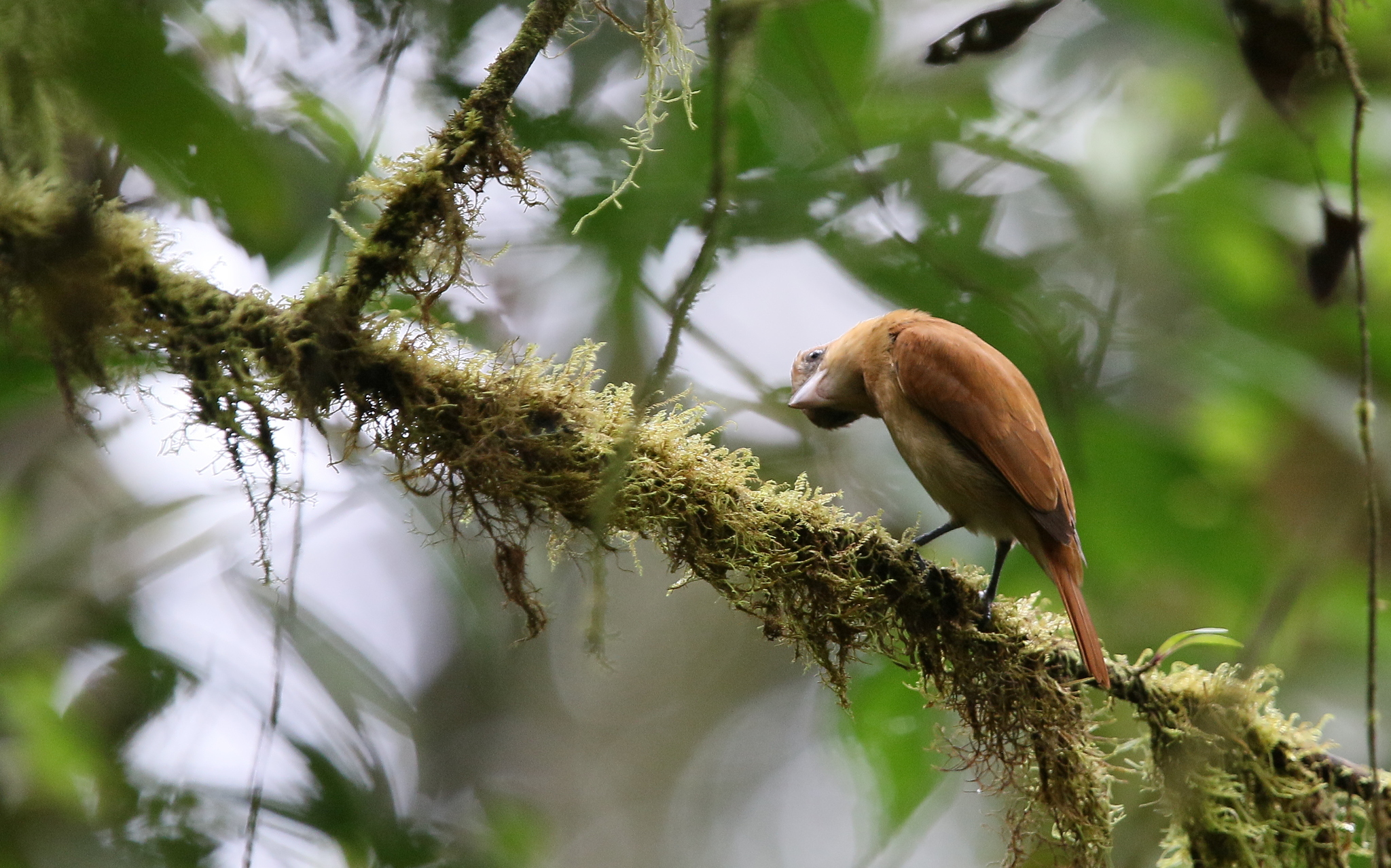 One-colored Becard (Pachyramphus homochrous), photo 9