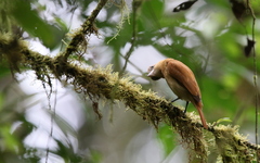 Pachyramphus homochrous