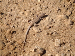 Acanthodactylus boskianus