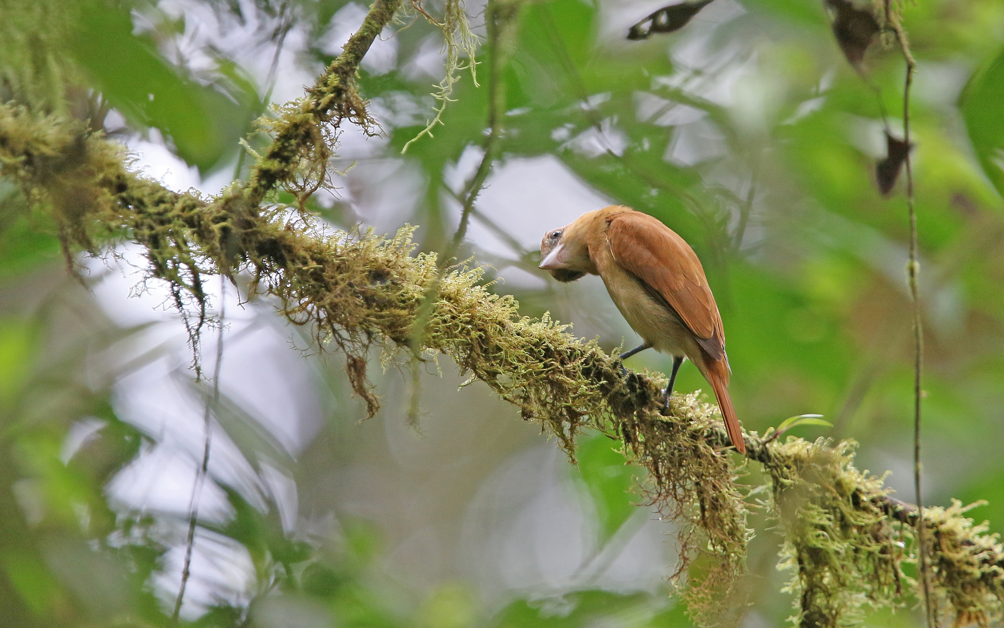 One-colored Becard (Pachyramphus homochrous), photo 10