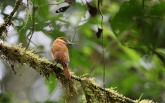 Pachyramphus homochrous
