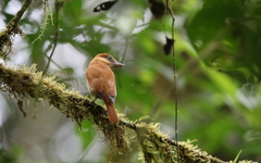 Pachyramphus homochrous