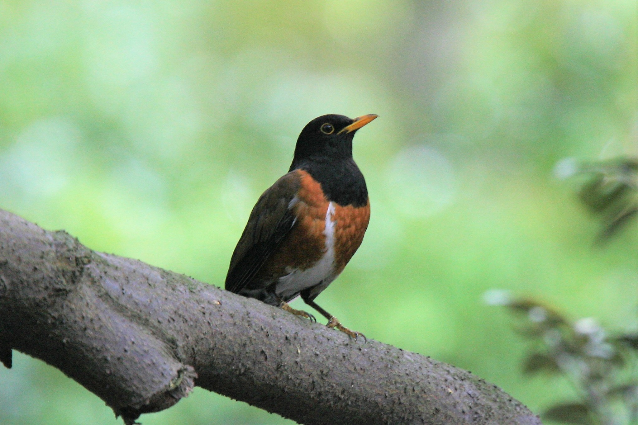 Izu Thrush (Turdus celaenops)
