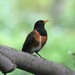 Izu Thrush - Photo (c) auntie_uncle, some rights reserved (CC BY-NC), uploaded by auntie_uncle