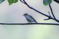 Phylloscopus ijimae