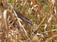 Bradypodion occidentale