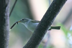 Phylloscopus ijimae