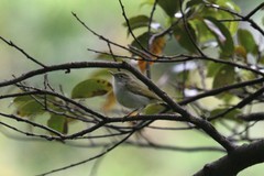 Phylloscopus ijimae