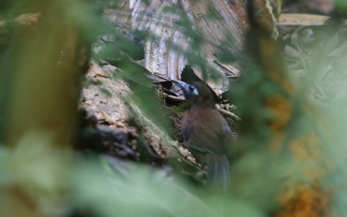 Zeledon's Antbird (Hafferia zeledoni), photo 10