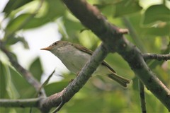 Phylloscopus ijimae